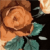 Rosas